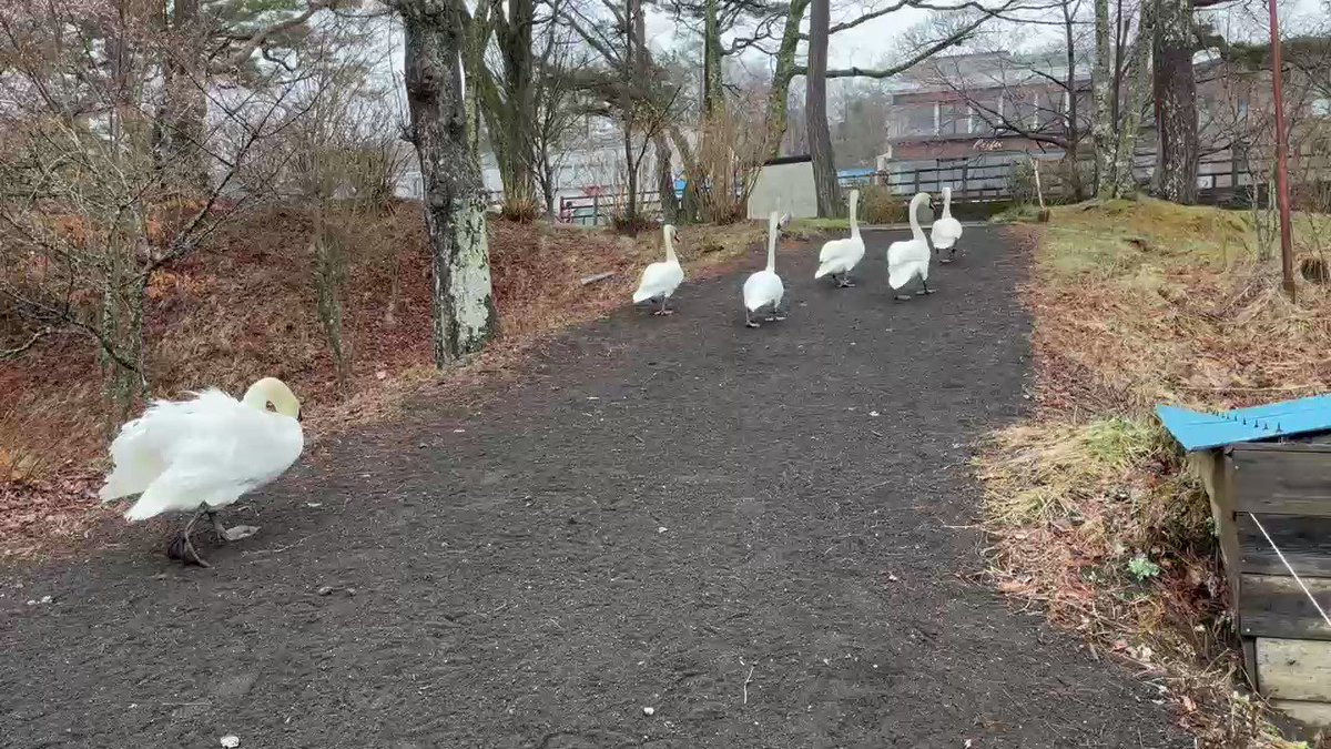 優秀な羊飼いの犬 と の