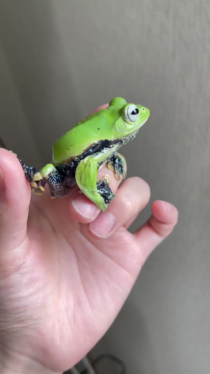 あるごん 🐸 Argon on X: 