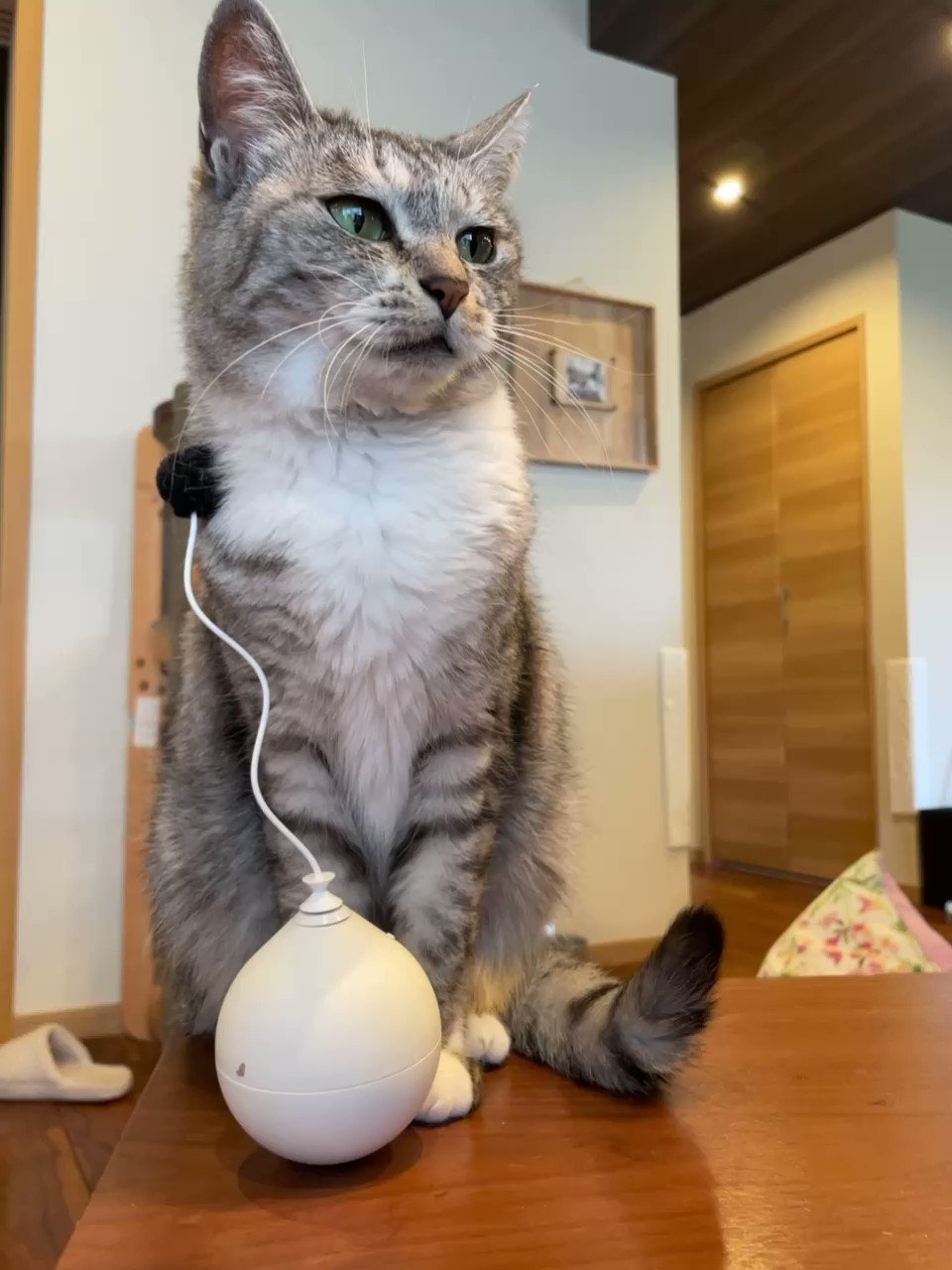 猫ココ カード検索 ｜ Z/X - Zillions of enemy X - ゼクス公式サイト