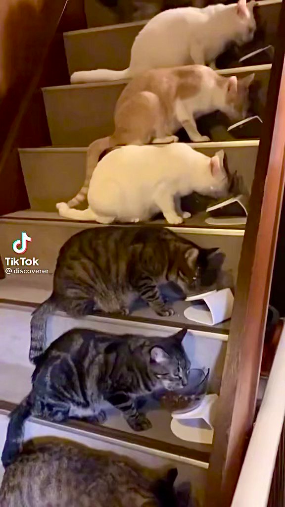 Mrs P.🌻 on Twitter "Pets can be claimed as dependents as long as they