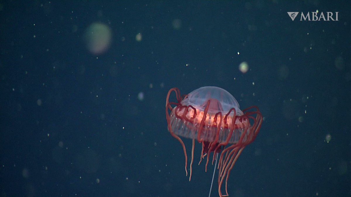 Blue jellyfish aesthetic. Космическая медуза. Медуза. Эмили stardew valley anime. Девушка тонет.