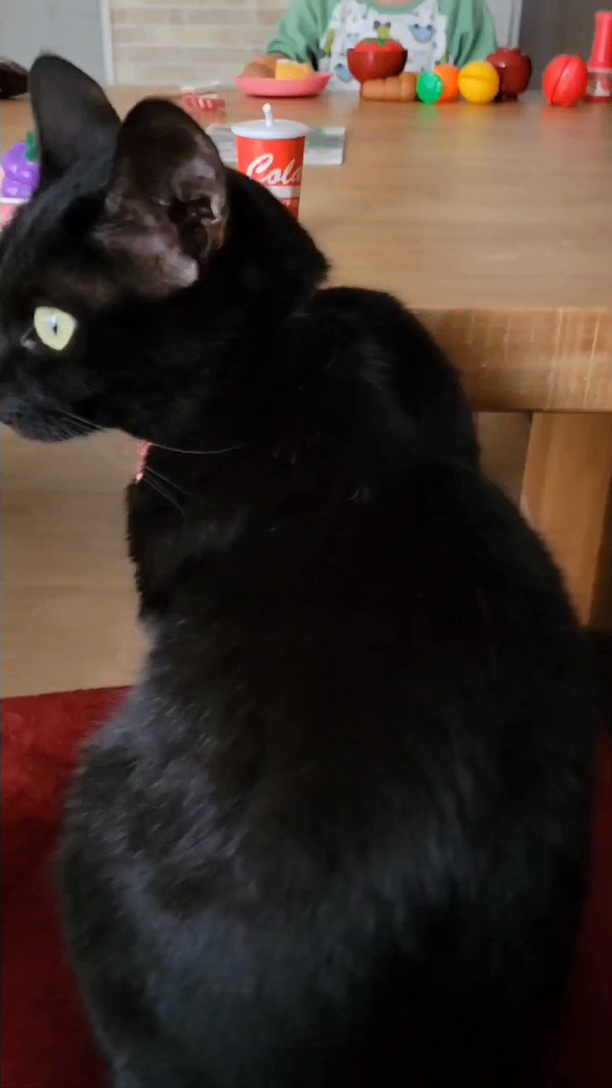 息子 はいどーじょ 黒猫 微妙な表情で3歳児のままごとに付き合ってくれる黒猫が 優しくてたのもしい ねとらぼ 息子 はいどーじょ 黒猫 微妙な表情で3歳児のままごとに付き合ってくれる黒猫が 優しくてたのもしい ねとらぼ