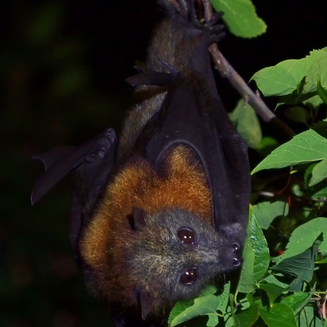 IUCN Save Our Species on Twitter "Bats are seed dispersers and