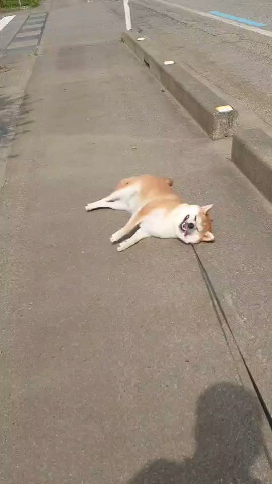 あおとはな Shibainuao Hana Twitter