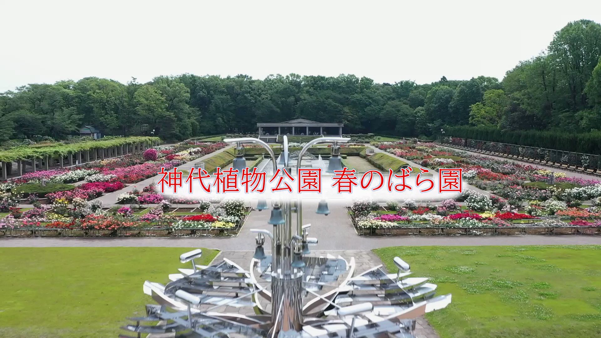 神代植物公園 ニュース スタッフより 広報係 神代植物公園では 春のバラフェスタ を開催します 5月10日 火 5月29日 日 バラの見頃にあわせて バラの展示会やロゼマルシェなど多数の催しを実施します 詳しくは T Co Seczxte61s 神代植物公園 ニュース スタッフより 広報係 神代植物公園では 春のバラフェスタ を開催します 5月10日 火 5月29日 日 バラの見頃にあわせて バラの展示会やロゼマルシェなど多数の催しを実施します 詳しくは T Co Seczxte61s
