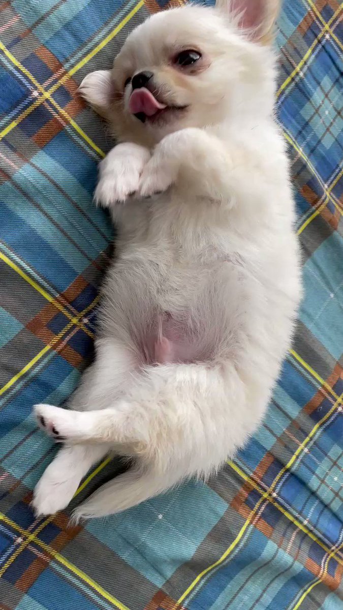 抜き苗♥️可愛い✨チワワ✨ 抜き苗♥️可愛い✨チワワ✨