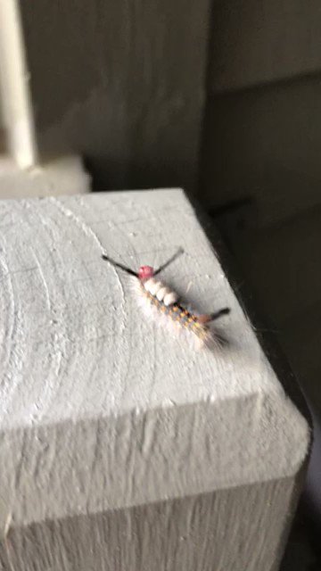 What should I name my new pet? https://t.co/1inmt63mvp