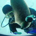 水槽のお掃除をしている手が気になりすぎるアザラシ!微笑ましいツーショット!