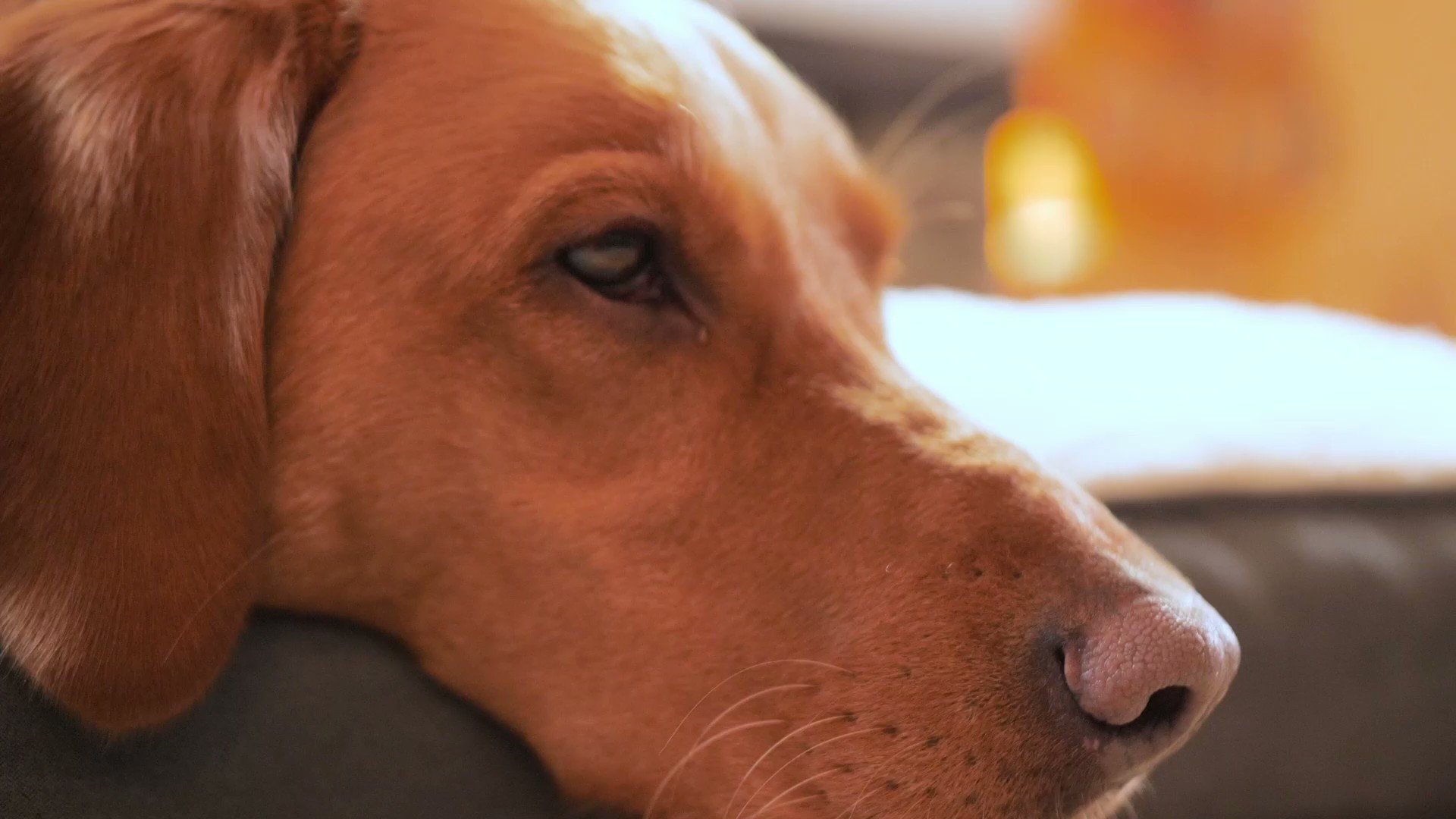 Are Carrots Good For A Kerry Beagle