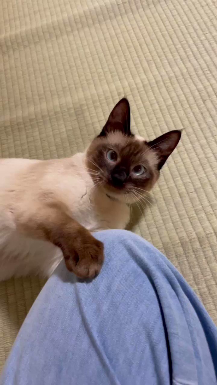 田舎猫の自由気ままなcatlife 22nekobiyori Twitter