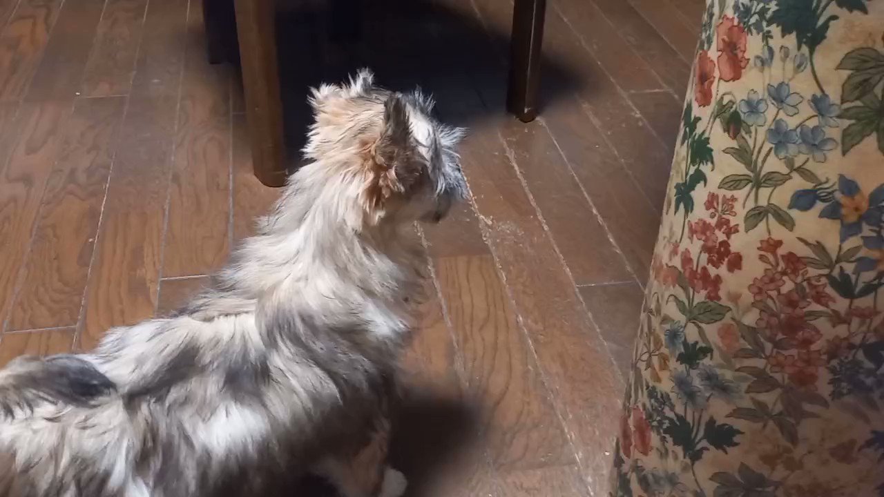 蒼 消防車 のサイレン聞こえると 子犬 なのにいっちょまえに 遠吠え する ちなみに 救急車 と パトカー にはしない 犬 チャイクレ Chinesecresteddog Chinesecrested T Co Acxg6povbu Twitter 蒼 消防車 のサイレン聞こえると 子犬 なのにいっちょまえに 遠吠え する ちなみに 救急車 と パトカー にはしない 犬 チャイクレ Chinesecresteddog Chinesecrested T Co Acxg6povbu Twitter