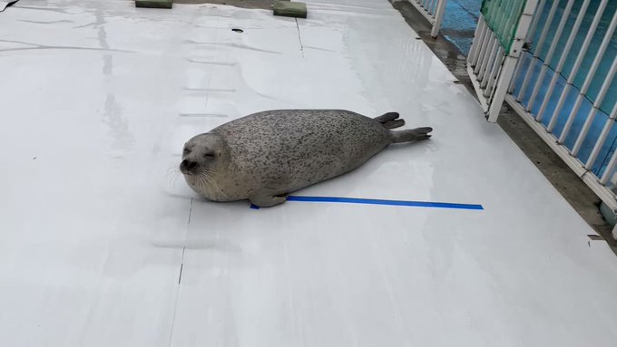 獣殿の爪牙 エゴマゾ四式 忙殺陣 S Recent Tweets 8 Whotwi Graphical Twitter Analysis 獣殿の爪牙 エゴマゾ四式 忙殺陣 S Recent Tweets 8 Whotwi Graphical Twitter Analysis