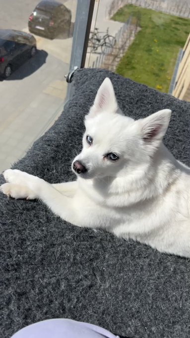 Enjoy this adorable video of Kida ?? https://t.co/SjN3LMiFCA