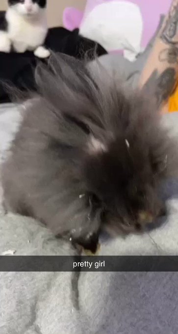 ik this isn’t porn but @trxpplin got me a bunny for our 9 month anniversary ? her name is Dior ♡ https://t