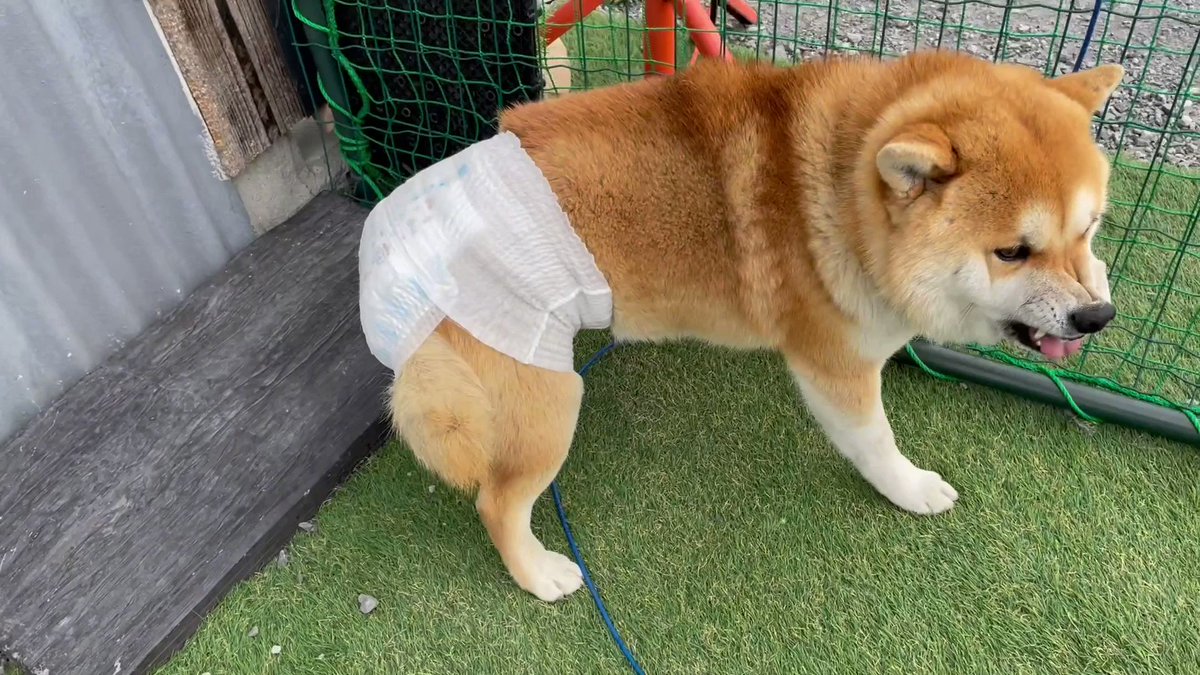 おもしろ犬のtwitterリアルタイム検索結果 Meyou ミーユー