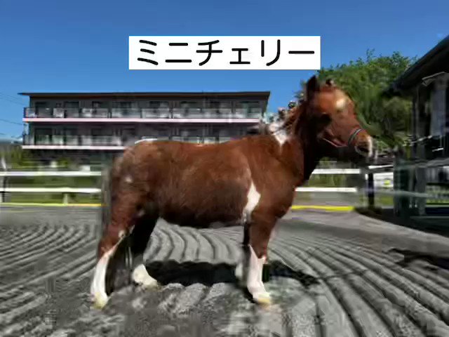 エヴィエイションさんの
ドヤ顔で確信しました、
彼ら🐴は理解されてます👍👍👍

サトノヴィクトリーさんの
撮られ慣れてる感も最高です👏👏 