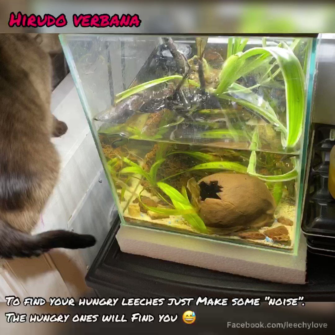 leechylove on X: 🪱your #1stMay leech 🪱 hungry leeches will always find  you ;) always! 🤣😬 #science #pet #love #aquarium #nature   / X
