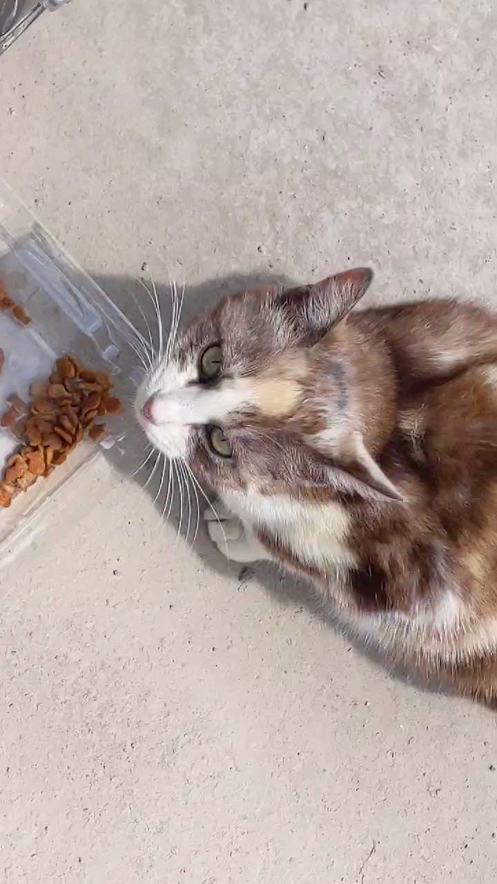 睨む猫 河川敷にて 81C9AqGbNjL._UF350,350_QL50_.jpg