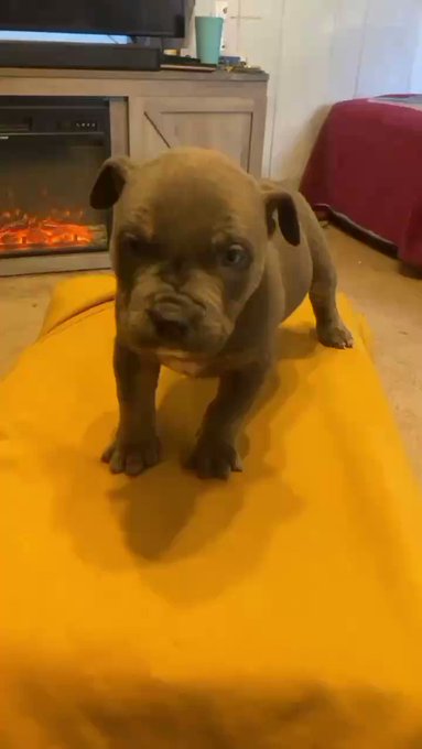 🦴 https://t.co/YTTXLEIkIU