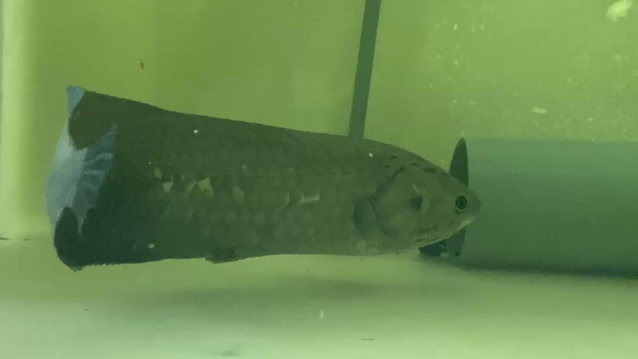 しがみつく 教える コミットメント ツーウェイ 熱帯魚 販売 Takatanousan Jp