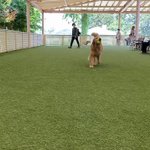 レオニです🐶のツイート画像
