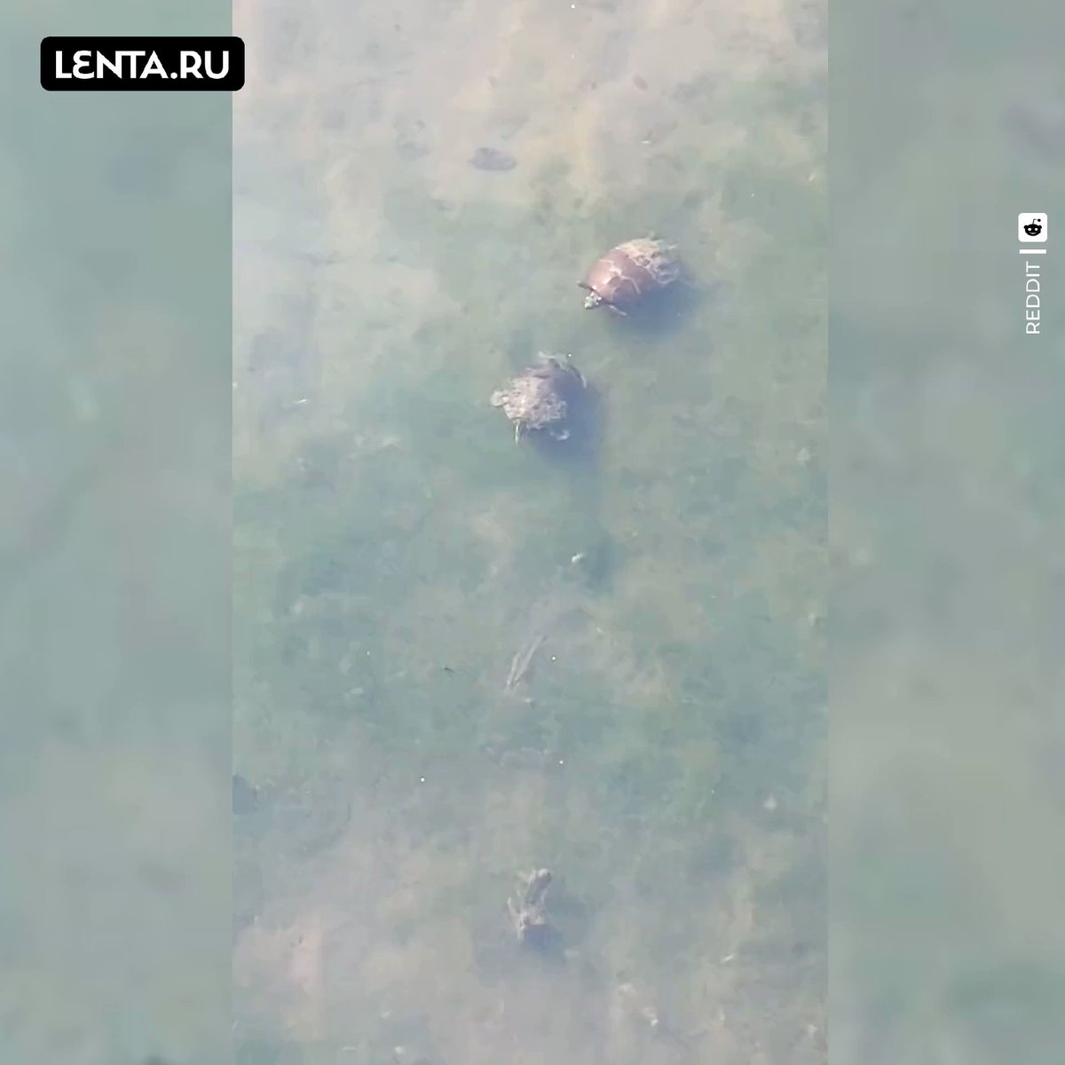 В ее черепной коробке нету ни. В ее черепной коробке нету ни
