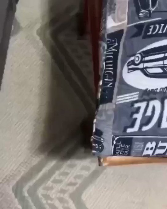 Habibi cat 🕉🏳️&zwj;🌈 #CatsOnTwitter #cat #cats #CatsOfTwitter #Cat https://t.co/SPVO48QqnO<a href="/tag/catsontwitter"class="tags">#CatsOnTwitter</a><a href="/tag/cat"class="tags">#cat</a><a href="/tag/cats"class="tags">#cats</a><a href="/tag/catsoftwitter"class="tags">#CatsOfTwitter</a>