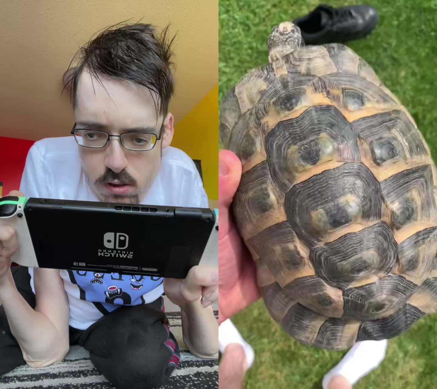 Ricky Berwick on Twitter "racist turtle https//t.co/KNoojmbuJK" / Twitter