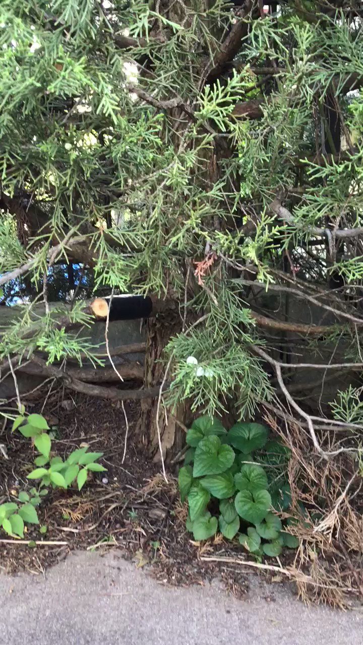 aly 📀🧨 on Twitter "GET RATIOED IRL https//t.co/lP6HHjfyHk" / Twitter