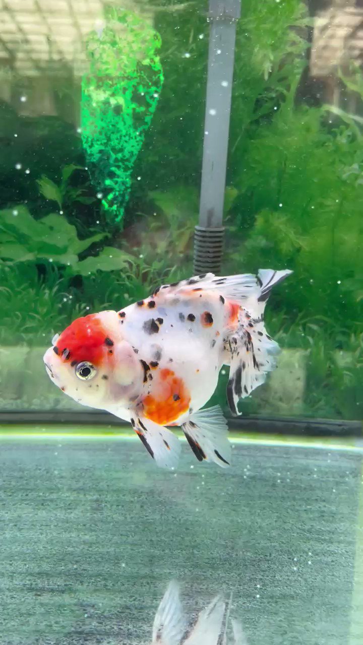 伊藤養魚場