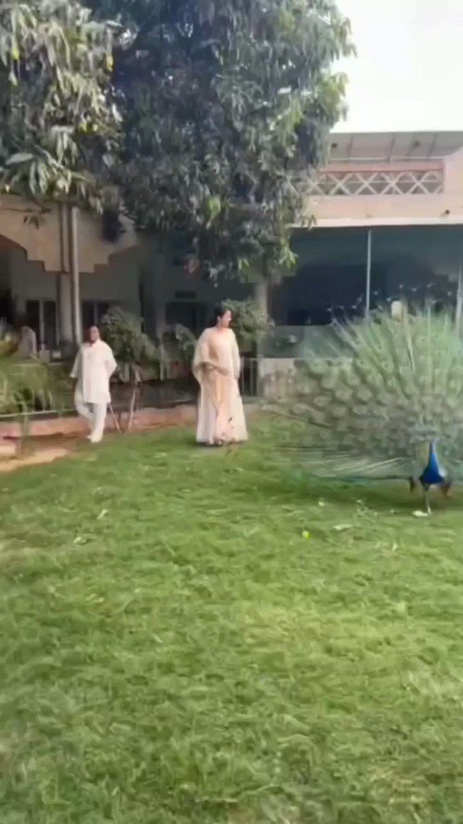 RT @MumbaiPressNews: Beautiful peacock with even more beautiful Shehnaaz Gill
.
#ShehnaazGill https://t.co/lvSFBX5Hkp