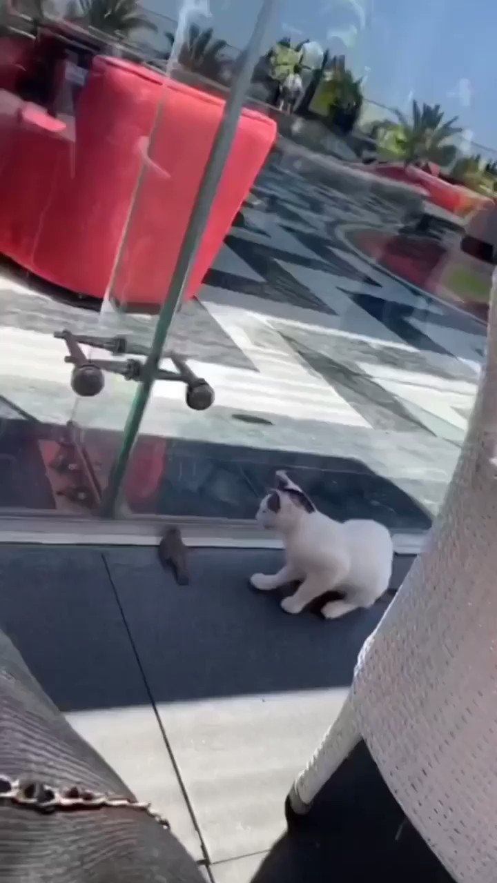 59.748 farklı hayvan on Twitter &quot;69 Kuşu öldürdüğü için ağlayan kedi