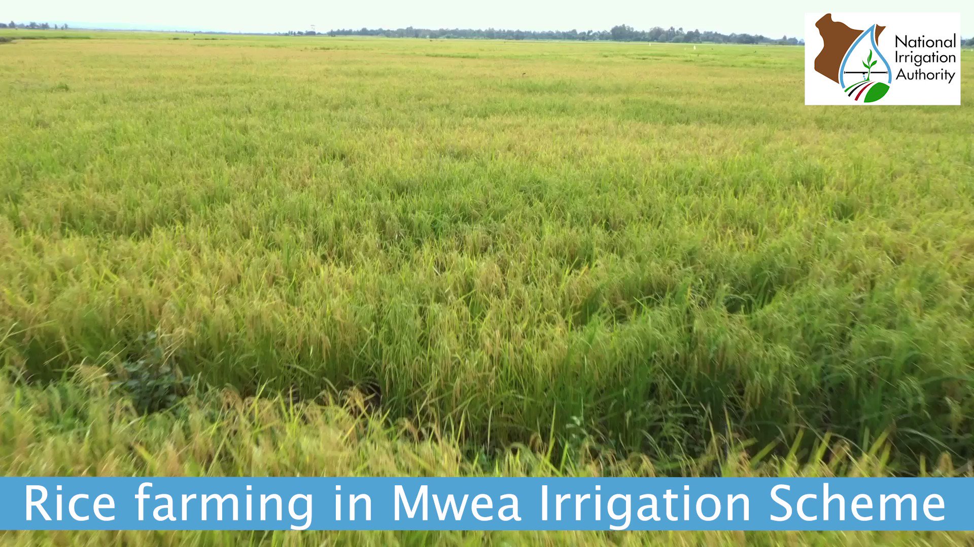 National Irrigation Authority on Twitter "Land preparation in Mwea