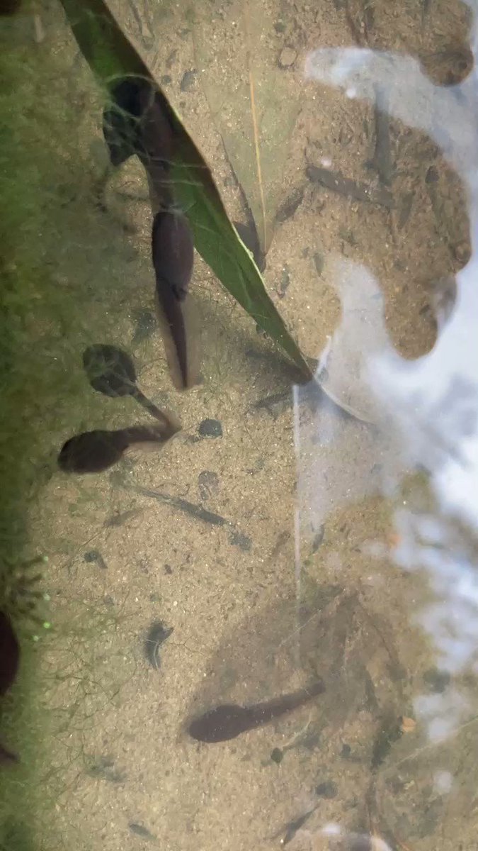 菖蒲園脇の水辺のおたまじゃくしです 足が出てきそう いつカエルの姿になるのか 気長に見守りましょう 生田緑地 多摩区 多摩区民ニュース