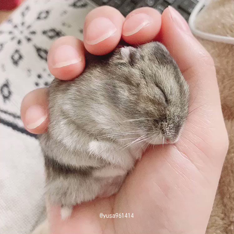 もう好き過ぎてつらい🥺

爆睡①
#ハムスター https://t.co/YfDkMNC0mb