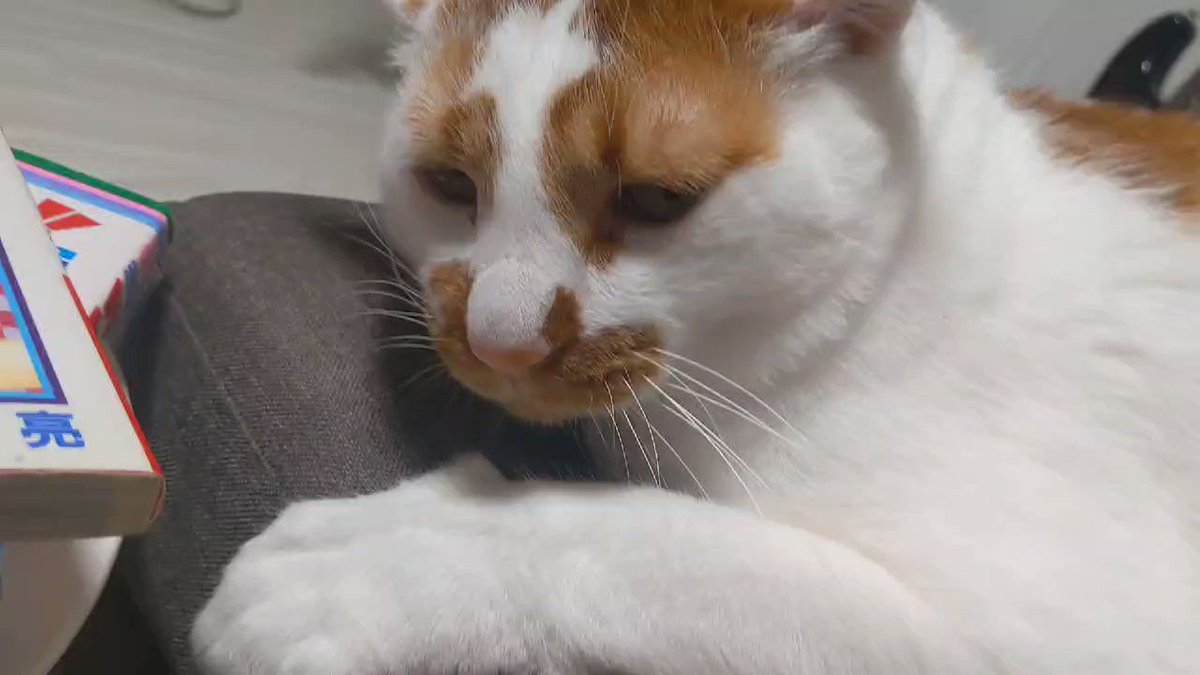 座り方ブス しょぼくれ顔のバズり猫 保護団体で 出戻り 繰り返し掴んだ幸せ 諦めなければ救いの神が現れる 2ページ目 Oricon News 座り方ブス しょぼくれ顔のバズり猫 保護団体で 出戻り 繰り返し掴んだ幸せ 諦めなければ救いの神が現れる 2ページ目 Oricon News
