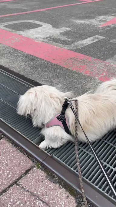 きょーちゃん S Recent Tweets 18 Whotwi Graphical Twitter Analysis