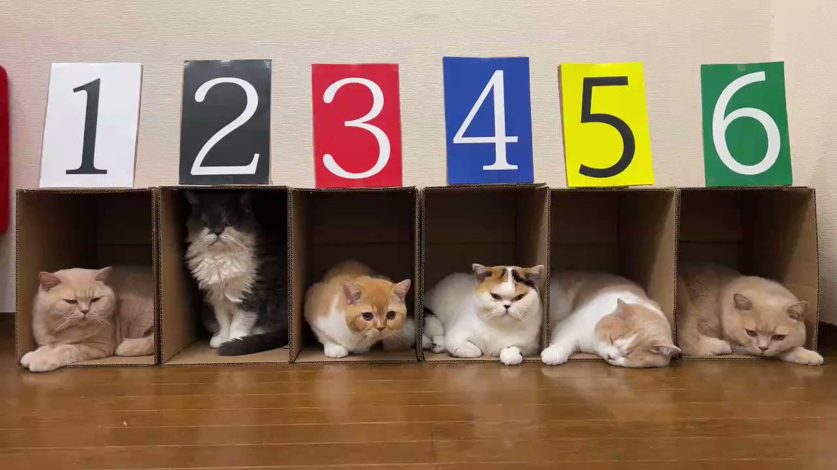 新競技！？ｗｗ競馬ならぬ『競猫』！可愛すぎる競猫の勝敗はいかに・・！ｗｗ
