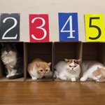 新競技!？w競馬ならぬ『競猫』!可愛すぎる競猫の勝敗はいかに・・!w