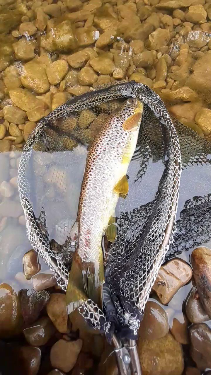 Paul Procter FlyFish (paulprocter) / Twitter