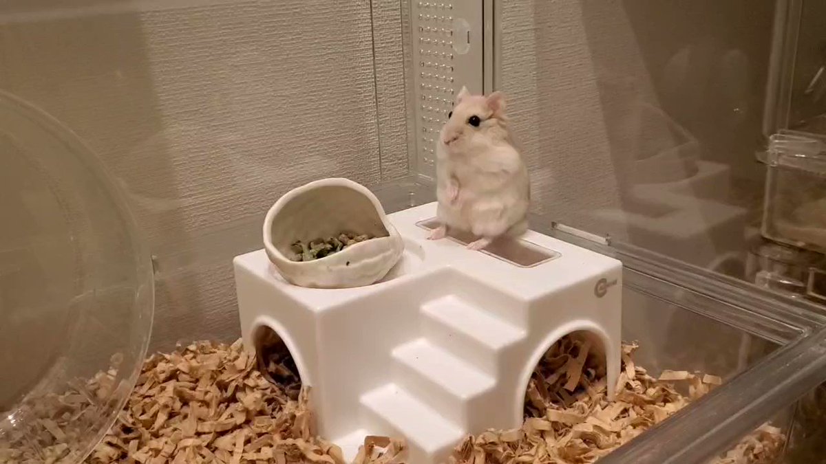 るんるんるん🎵
いつもより多めに揺れてます😊
#ブッセ
#ハムスター https://t.co/KmdV2gsonD