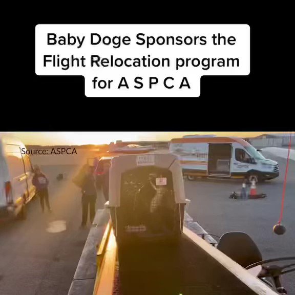 Baby Doge T Co Hwcqwgvgz6 Twitter