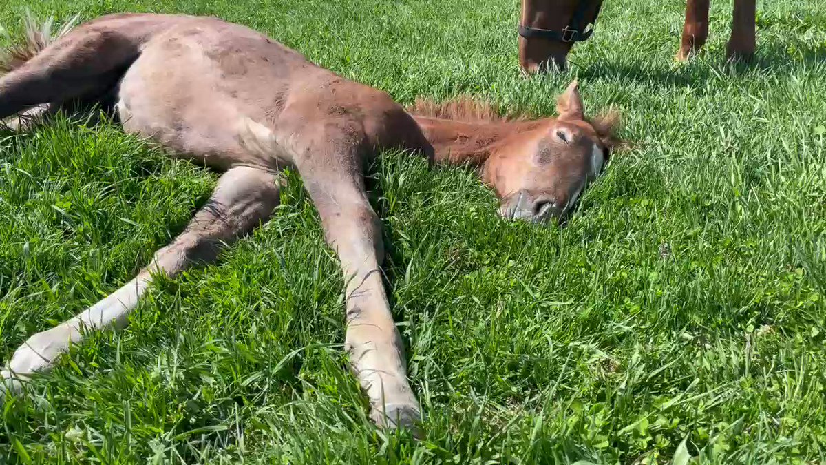グラニュエルちゃん、立派なお母さんになったね😊可愛い💕 