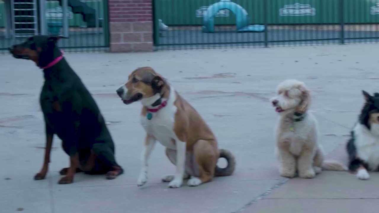 Oklahoma City Dodgers on Twitter "Bark in the Park presented by