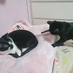 ツイートに含まれる画像