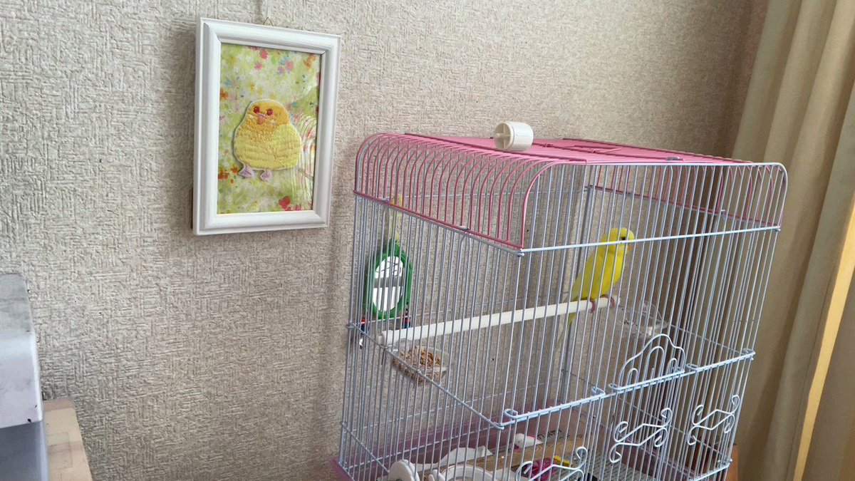 【話題‼】インコちゃんがめっちゃ「キンタマ！」って喋るから別室に移動しなきゃ…（笑）