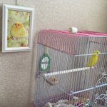 【話題‼】インコちゃんがめっちゃ「キンタマ!」って喋るから別室に移動しなきゃ…（笑）