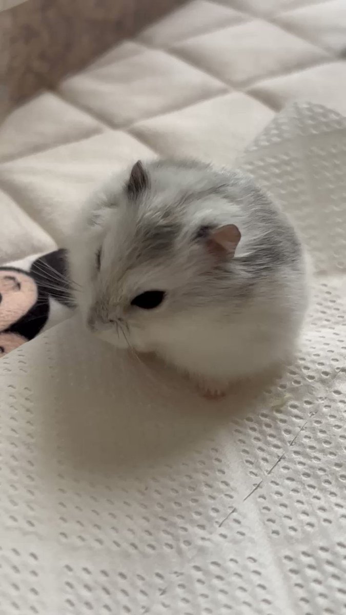 謎モーションすぎて何回見ても笑ってしまうので全人類に見せたい

🐹TIM

#ハムスター
#ハムスターのいる生活 https://t.co/M7FVuzKfyf