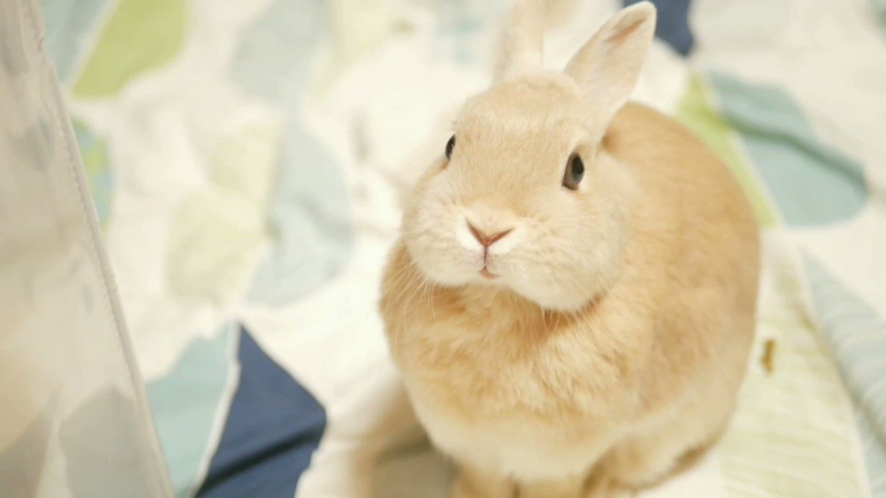 ヒノキのうさぎ様 うさぎのひのき🌳 Hinoki bunny (@hinokiusa) / X