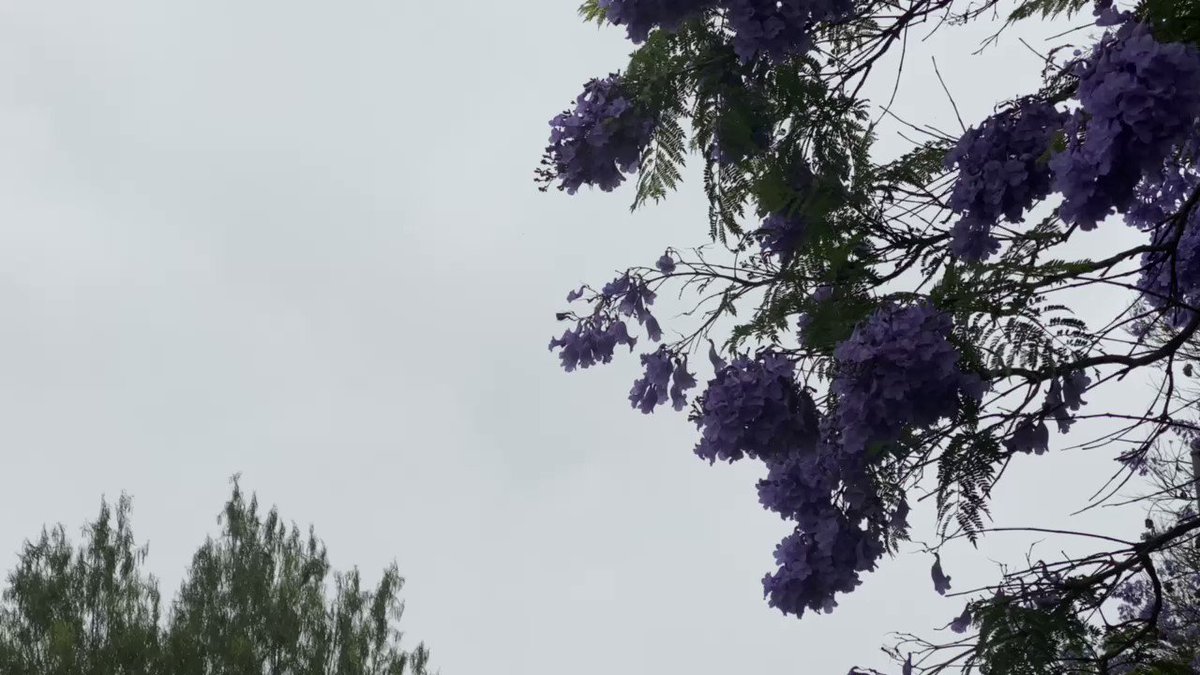 Infra_LA photo
